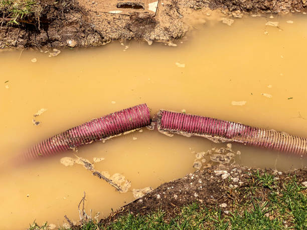 Best Flood damage cleanup  in Frederickson, WA